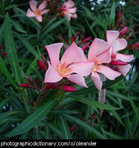 Photo of oleander flowers.