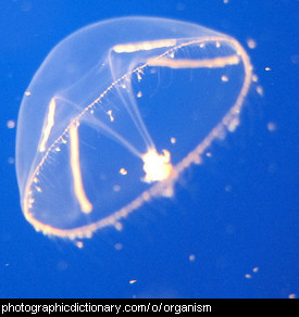 Photo of a jellyfish