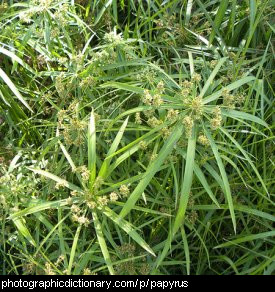 Photo of papyrus plants