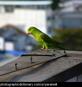 Photo of a parakeet