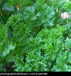 Photo of parsley