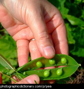 Photo of peas