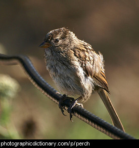 Photo of a bird perching on a power line