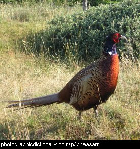 Photo of a pheasant