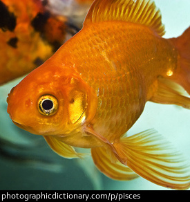 Photo of a goldfish