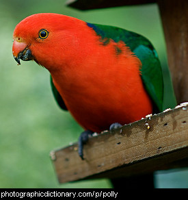 Photo of a parrot