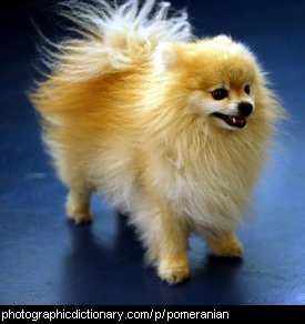 Photo of a pomeranian dog