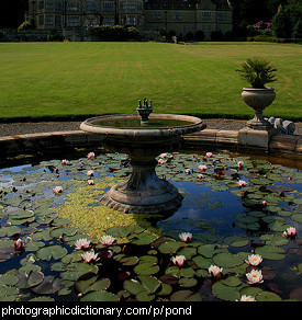 Photo of a pond