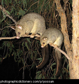 Photo of possums.