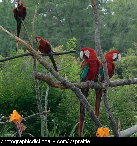 Photo of a group of parrots