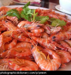 Photo of  prawns