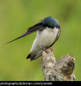 Photo of a bird preening itself.