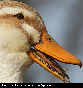 Photo of a duck quacking.