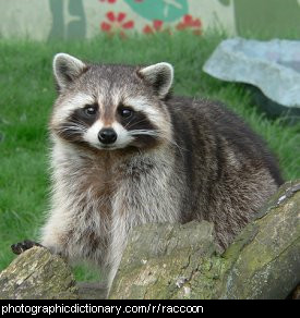 Photo of a raccoon