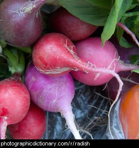 Photo of radishes