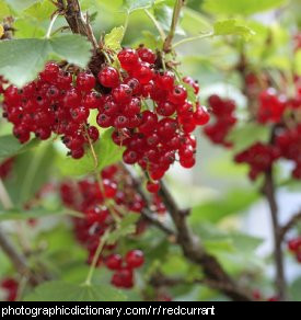 Photo of redcurrants