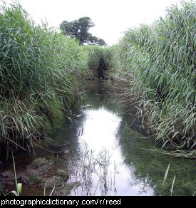 Photo of reeds