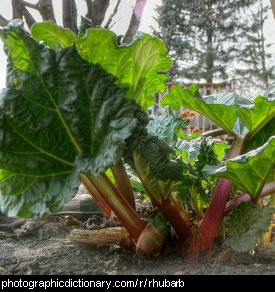 Photo of rhubarb