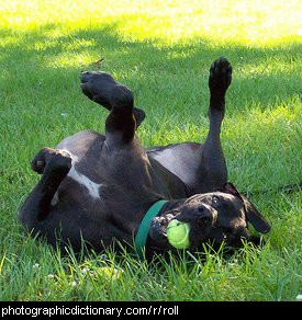 Photo of a dog rolling over