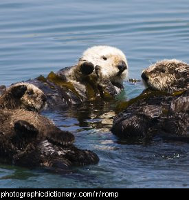 Photo of a group of otters.