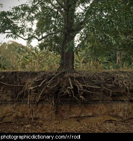 Photo of tree roots.