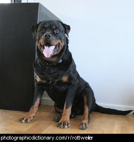 Photo of a rottweiler