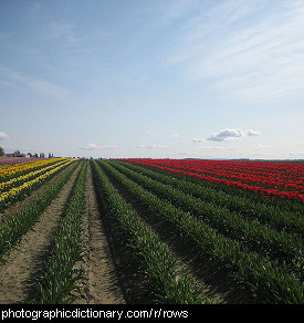 Photo of rows of plants.