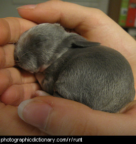 Photo of a runt rabbit