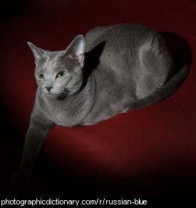 Photo of a russian blue cat