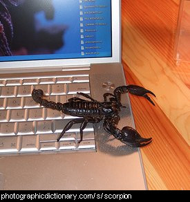 Photo of a scorpion