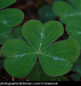 Photo of a shamrock leaf