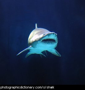 Photo of a shark