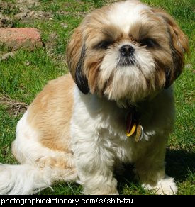 Photo of a shih tzu dog