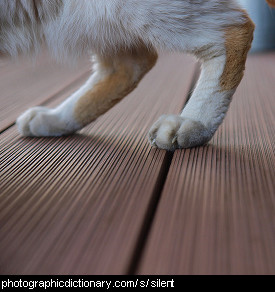 Photo of silent footsteps