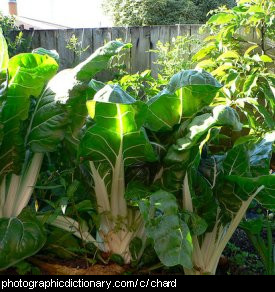 Photo of chard growing in a garden