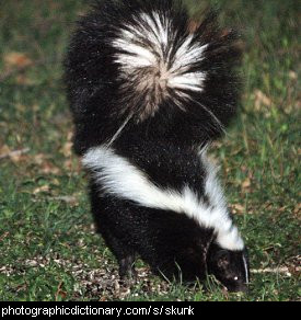 Photo of a skunk