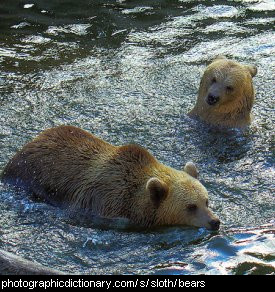 Photo of a group of bears