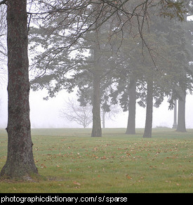 Photo of a sparse forest