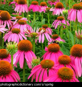 Photo of spring flowers.