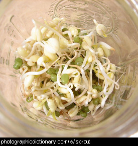 Photo of bean sprouts