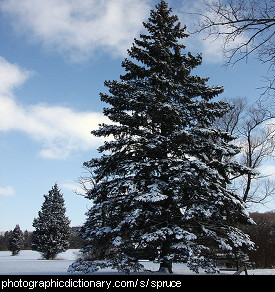 Photo of a spruce tree