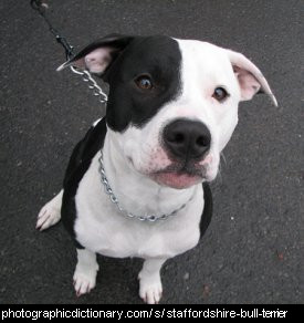 Photo of a staffordshire bull terrier