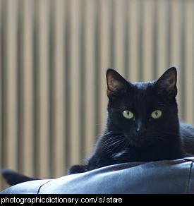 Photo of a cat staring.