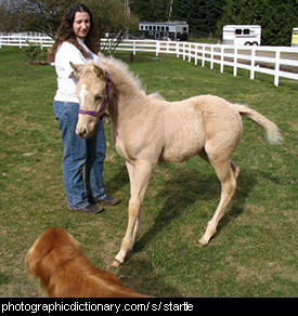 Photo of a startled colt