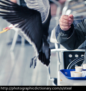 A bird stealing a french fry.