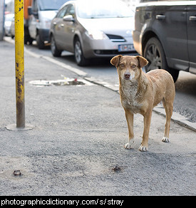 Photo of a stray dog