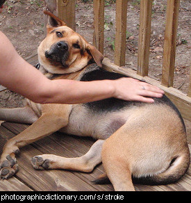 Photo of someone stroking a dog