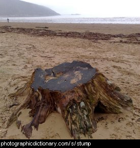 Photo of a tree stump