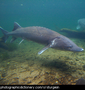 Photo of a sturgeon fish.