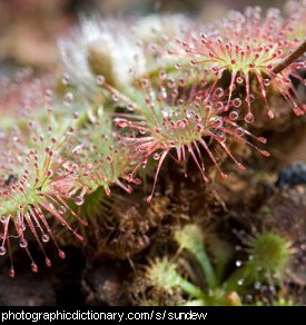 Photo of a sundew plant